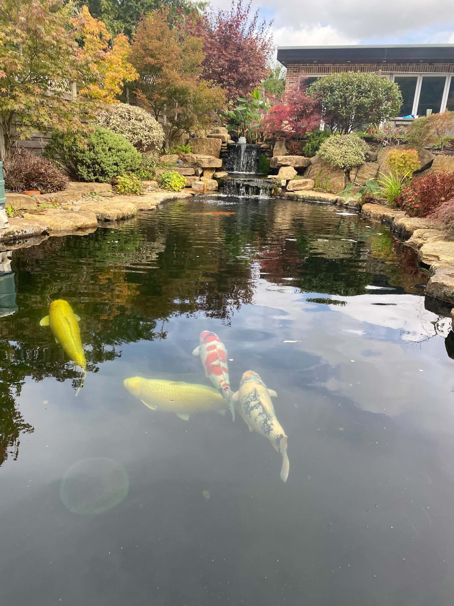 Koi swimming in a pond fed by a natural rock waterfall